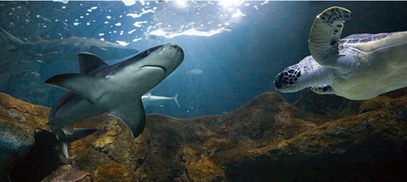 Acuario Gijón